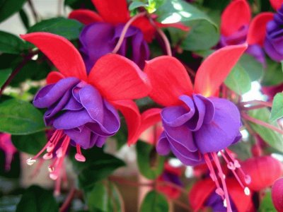 Beautiful Fuschia