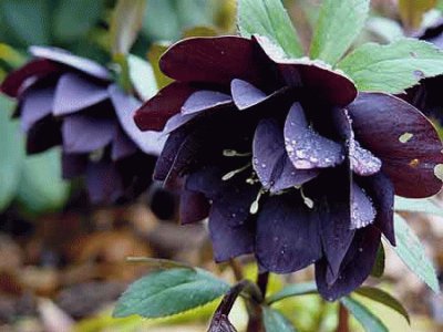 hellebore pour A