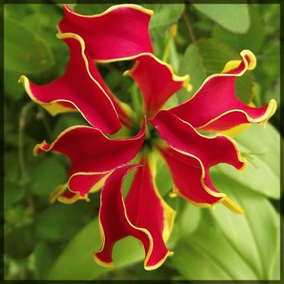 gloriosa