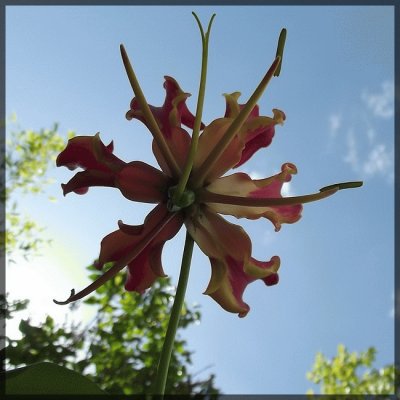 gloriosa