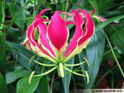 gloriosa