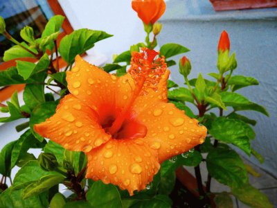 hibiscus