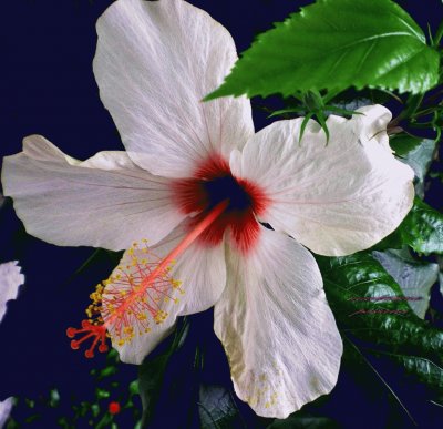 hibiscus