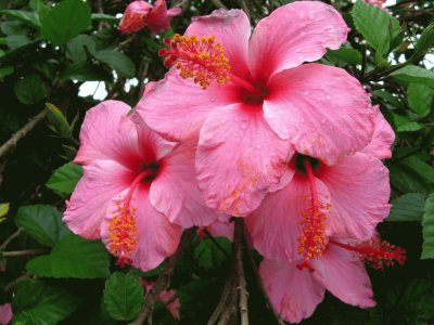 hibiscus