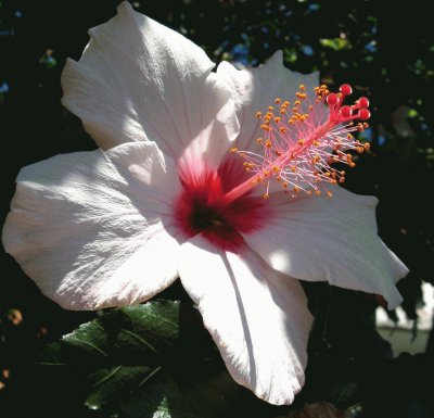 hibiscus