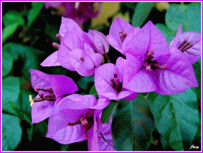 bougainvillÃ©e