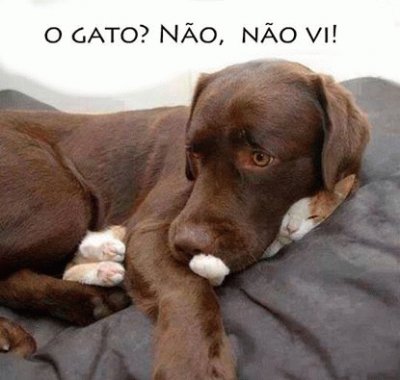 gato-cachorro