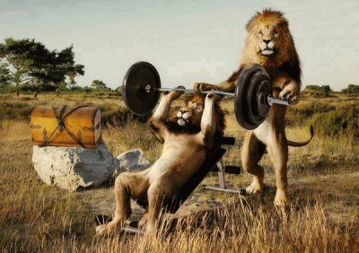 Leones en el gimnasio.