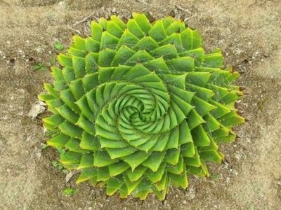 aloÃ©s spiral