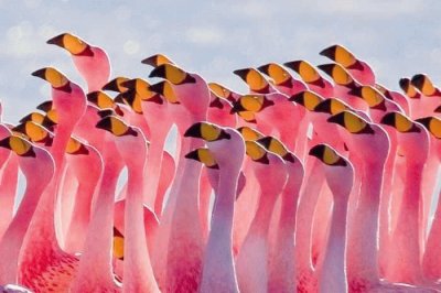 FLAMENCOS.