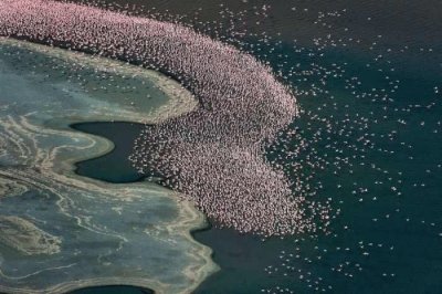 Flamencos Miles.