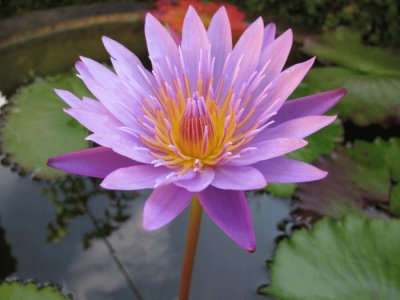 lotus