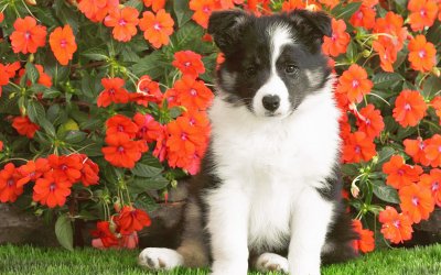 Perrito en el Jardin