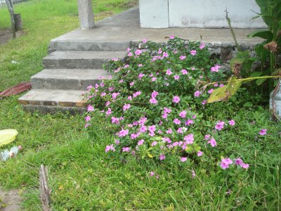 flores del campo