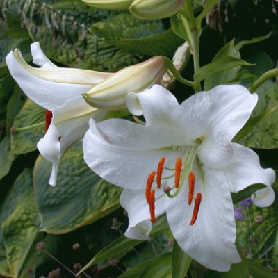 fleurs: lys