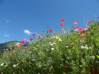 fleurs des champs