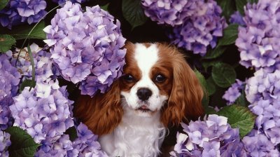 CAVALIER