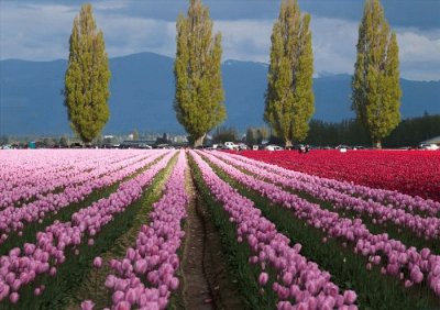 Cielo Arboles Tulipanes