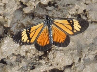 Mariposa