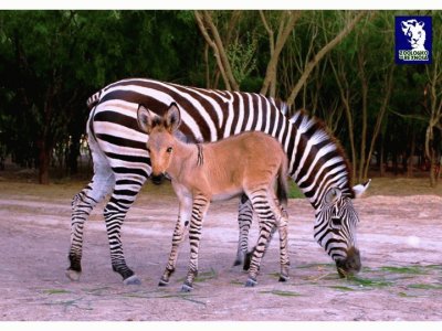 Zonkey