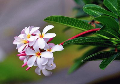 plumeria