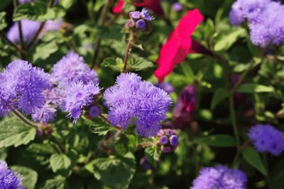 Purple Floss Flowers