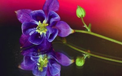 Beautiful Flower Reflecting on Glass