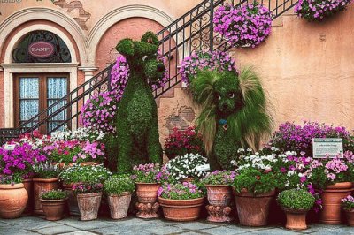 Dogs and Flowers