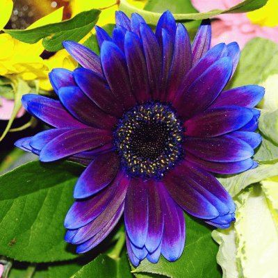 Purple blue Gerbera