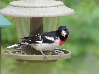 Rose Breasted Grosbeak