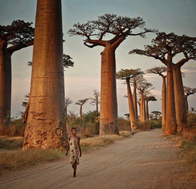 Baobabs gigantes