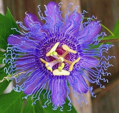 Passion Flower