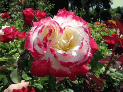 Double Delight Rose