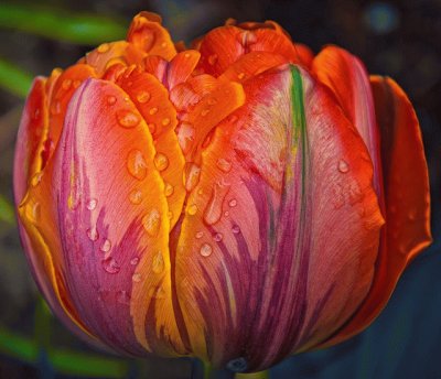 Beautiful Tulip