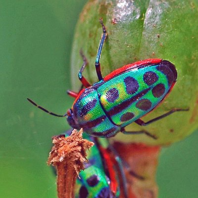 Rainbow Shield Bug