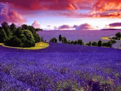 Lavender Fields