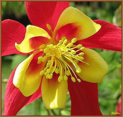 Red end Yellow Bonnet