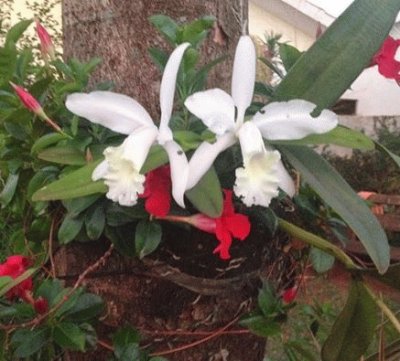 - orquidea baunilha,(vanilla fragrans)