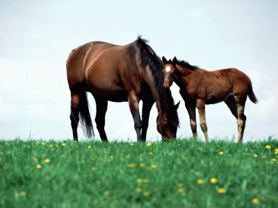 Horses