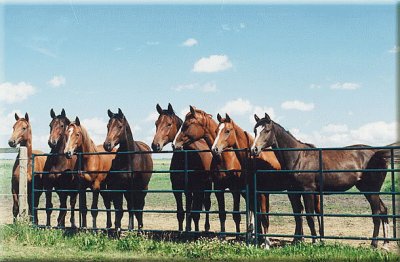 Horses at the Fence