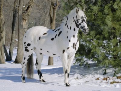 Appaloosa Horse