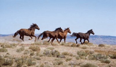 Wild Horses