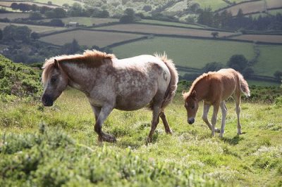 Wild Horses