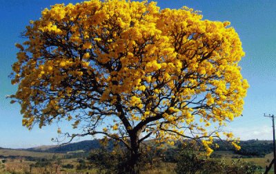 Caatinga