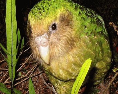 Kakapo - Nueva Zelandia