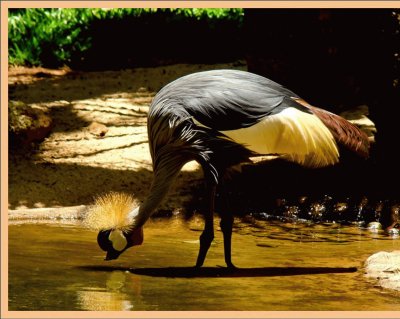 Grulla coronada - Ãfrica