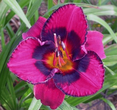 Eyes Daylily