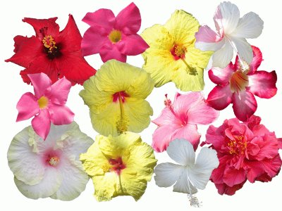 Hawaiian Flowers