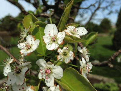 Pear Tree Blooming 5/4/14