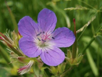 geranium des prÃ©s